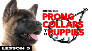 How to Properly Use a Prong Collar on a Puppy [upl. by Sprage]