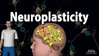 Neuroplasticity Animation [upl. by Aelyk]