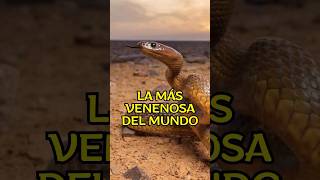 Esta Es La Serpiente Más Venenosa Del Mundo animales curiosidades serpientes [upl. by Duahsar514]