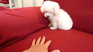 pui de bichon maltese mascul [upl. by Nirred]