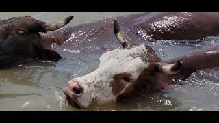 Matagorda Tx cattle drive across the Texas Colorado River 20220419 143557 [upl. by Arvonio]