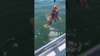 Catching ROCKFISH in Fort Bragg California viral ocean oceanfishing rockfishing fish shorts [upl. by Gaye]