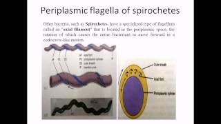 Periplasmic flagella [upl. by Hgielrahc]