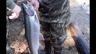 Steelhead Fishing Flat Rock Michigan 2024 [upl. by Cann961]