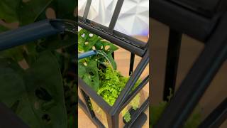 How I designed a tiny Greenhouse 🪴 3dprinting plants shorts [upl. by Greenwald807]