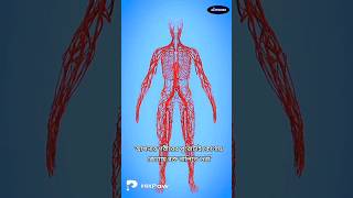 রক্তনালী কতটা লম্বা How Long are your Blood Vessels [upl. by Jaine]