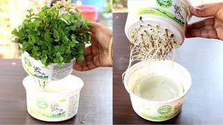 Grow Mint at home in water Pudina उगाने का सबसे आसान तरीका  Mint in hydroponic system [upl. by Anavlys]