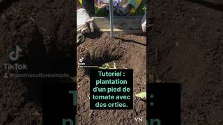 TUTORIEL FACILE 👍 planter les tomates 🍅 tomate tutoriel planter diy shorts [upl. by Ahsemo]