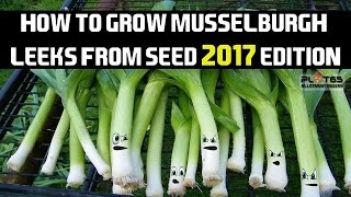 How To Grow Musselburgh Leeks From Seed 2017 [upl. by Buyse]