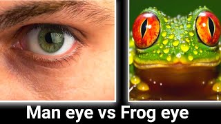 You Wont Believe How Frogs See the World [upl. by Georgette]