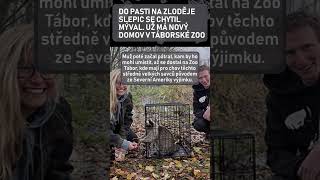 Do pasti na zloděje slepic se chytil mýval Už má nový domov v táborské zoo [upl. by Evod436]