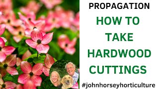 HOW TO TAKE HARDWOOD CUTTINGS FROM DOGWOOD CORNUS ALBA CUTTINGS [upl. by Brade545]