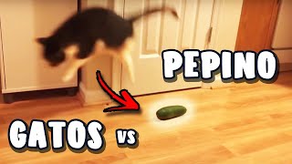 GATOS VS PEPINO  GATOS A FUGIR DE PEPINO [upl. by Llesram37]