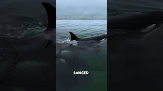 🤯 Orcas The Immortals of the Deep 🤯 Unlocking Their AgeDefying Secrets [upl. by Marquet102]