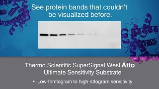 Thermo Scientific SuperSignal West Atto Ultimate Sensitivity Substrate  signal like never before [upl. by Omari]