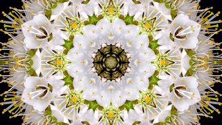 SPRING KALEIDOSCOPE ✦ Blooming Flowers Time Lapse in Satisfying Geometric Patterns [upl. by Nannette]