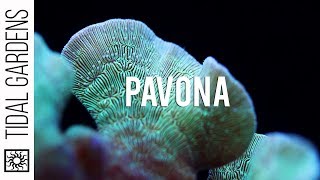 Pavona The Perfect Beginner SPS Coral Overview and Care Tips [upl. by Attalie]