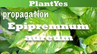 🌞 How to propagate Golden Pothos  Epipremnum aureum 🌱 [upl. by Fulmer]