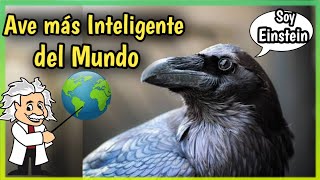 CUERVO  El Ave más Inteligente 🧠 10 Datos y Curiosidades [upl. by Sid935]