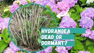 Is Your Hydrangea Dead or Dormant  Hydrangea  Hydrangea Care [upl. by Manoff]