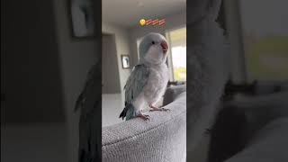 This Parrot loves bacon pancakes viralshorts funny fyp foryou cuteanimals [upl. by Nylyahs]