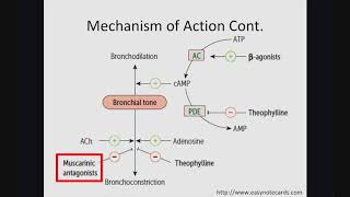 The Role of Tiotropium in Asthma [upl. by Ahsieyt]