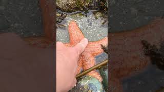 Touching a starfish at the beach short [upl. by Ademla]