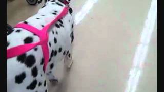 Deaf Dalmatian Slides [upl. by Annoerb394]