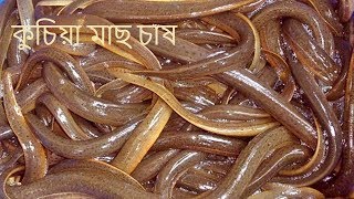 Eel Fish farm in Bangladesh। [upl. by Jephthah524]