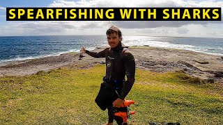 Spearfishing with Sharks Great White Hammerhead Whaler [upl. by Tomkin]