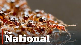 Fire ants form floating rafts to escape Texas floods [upl. by Rozanne10]