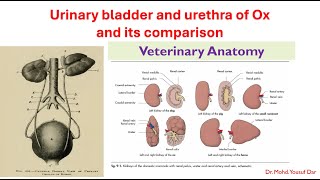 urinary bladder and urethra of ox and its comparision [upl. by Ahcmis]