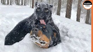 Mind Blowing  Animals Frozen To Death [upl. by Alten]