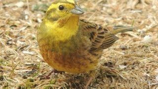 Yellowhammer [upl. by Durrett]