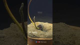 Rose Seed Growing  Time Lapse  shorts timelapse growingplants growplants lapse woodlapse [upl. by Gorey]