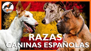 razas caninas españolas razascaninasespañolas [upl. by Kirsteni]