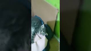 kucing kucinglucu cat fyp [upl. by Viens177]