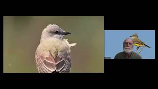 Flycatcher Identification with Chris Benesh [upl. by Tsenrae]