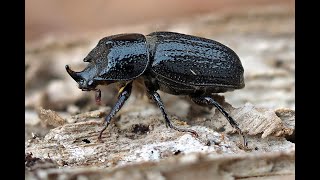 Wildes Leben im Totholz – Insekten schützen in der Biosphäre Schaalsee [upl. by Brainard]