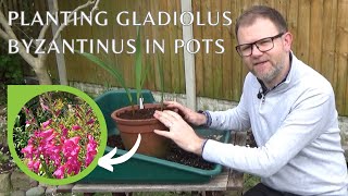 Planting Gladiolus byzantinus in Pots  Spring Flowering Perennial Gladioli Bulb Corm Growing Tips [upl. by Nwahsyd]