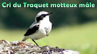 TRAQUET MOTTEUX Petit cri mâle [upl. by Mirabel371]