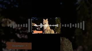 Terrifying bobcat sounds 🐱 shorts [upl. by Salahi]