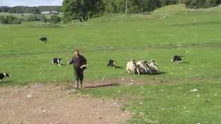 Sheepdog Demonstration at Leault Farm [upl. by Pantheas]