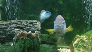 Old Green Terror Gold Saum Meets Blue Acara amp Green Severum [upl. by Irolam]