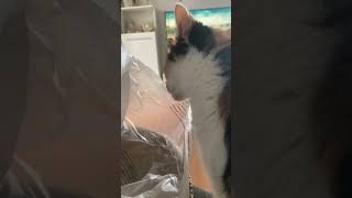 Cute little Kitten  Mutzele The Little Cat 😻🐾 shorts cute tiktok cat kitten [upl. by Clint]