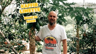 Kaffir Limette  Was gibt es zu wissen  Pflege amp Aufzucht  Zitrusfrüchte Teil 1 [upl. by Haroldson77]