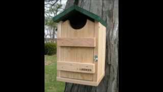 Screech barn barred owl boxes for sale [upl. by Lilhak]