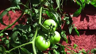 Como Cultivar Tomates Hidroponicos en un Patio o Balcon [upl. by Maurine924]