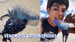 Licking A Deadly Portuguese Man o War [upl. by Fey]