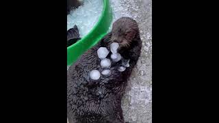 otters are eating ice cubes [upl. by Aile343]